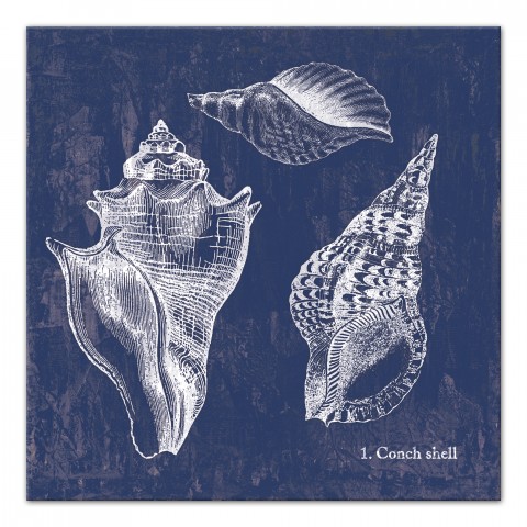 Azure Conch Shells 20x20 Canvas Wall Art