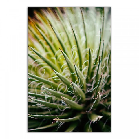 Aloe 32x48 Canvas Wall Art