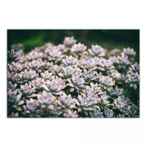 Succulent Cover 48x32 Canvas Wall Art