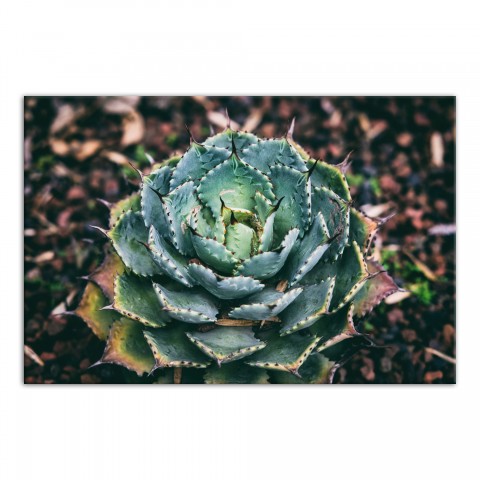 Agave 48x32 Canvas Wall Art