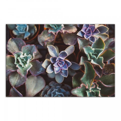 Agave 2 48x32 Canvas Wall Art 