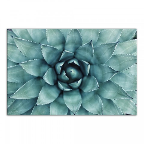 Agave 3 48x32 Canvas Wall Art