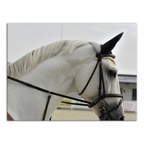 Arabian Colt 40x30 Canvas Wall Art