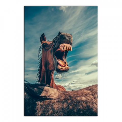 Horse Laugh 20x30 Canvas Wall Art