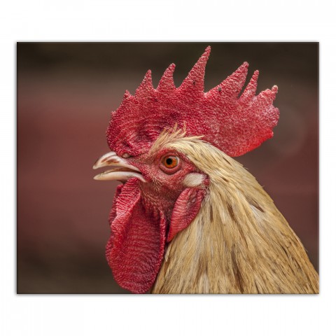 Rooster Face 24x20 Canvas Wall Art 