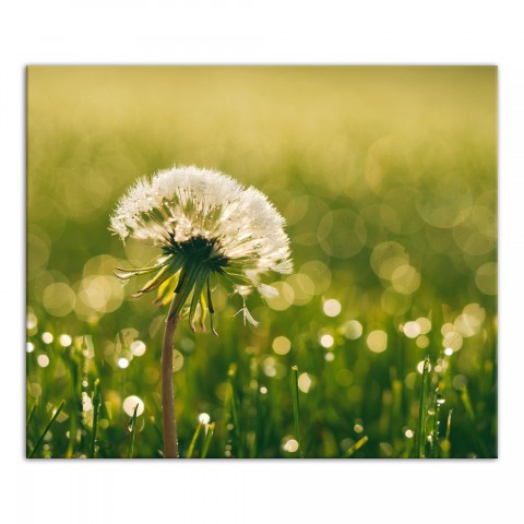 Dandelion Days 24x20 Canvas Wall Art