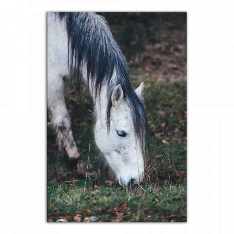Hungry Horse 24x36 Canvas Wall Art