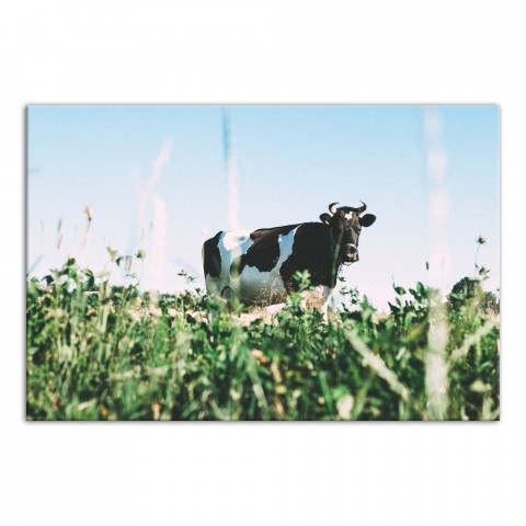 Peaceful Cow 36x24 Canvas Wall Art