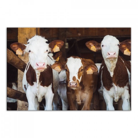 Calf Buddies 36x24 Canvas Wall Art