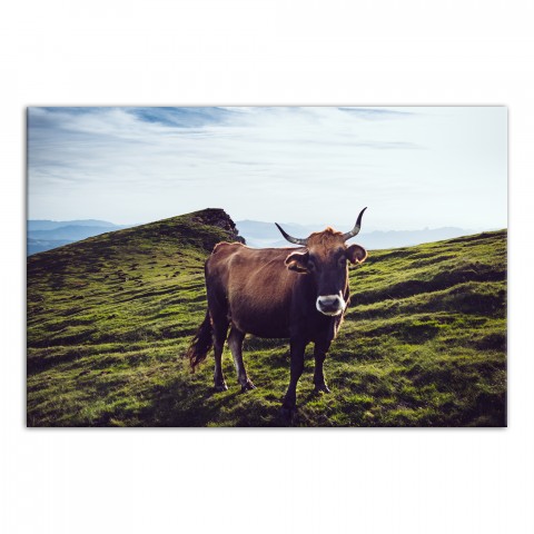 Contemplating Bull 36x24 Canvas Wall Art