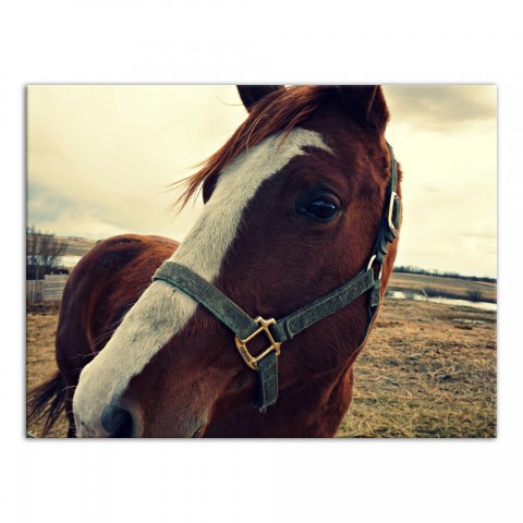 Horse Hello 40x30 Canvas Wall Art 