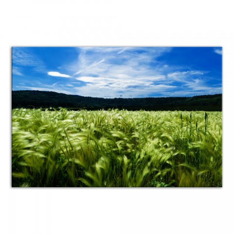 Green Wheat Field 48x32 Canvas Wall Art 