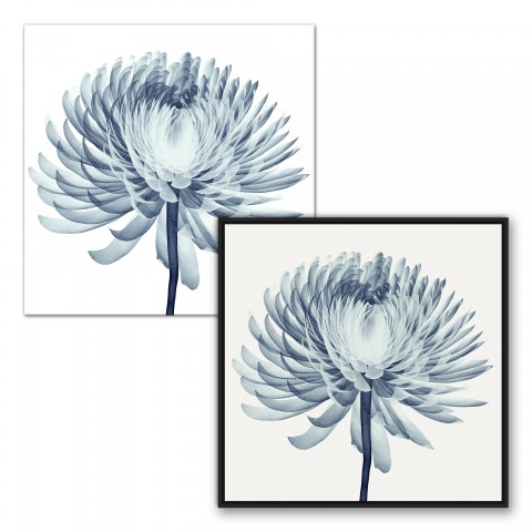 Blue X-Ray Pompon Chrysanthemum Wall Art