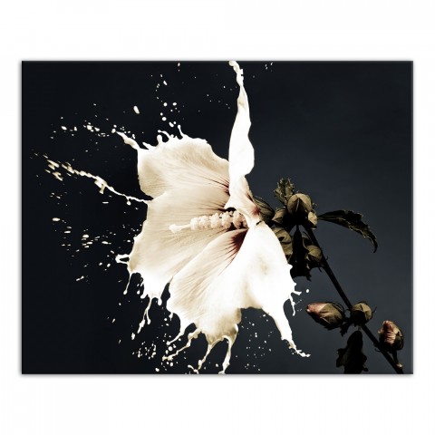 Water Lily in Motion 20x16 Canvas Wall Art