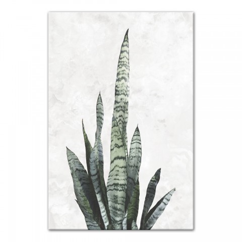 Sansavieria Plant 24x36 Canvas Wall Art