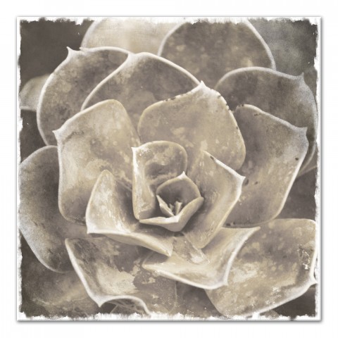 Sepia Succulent 1 30x30 Canvas Wall Art