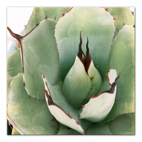 Emerald Succulent 3 30x30 Canavs Wall Art
