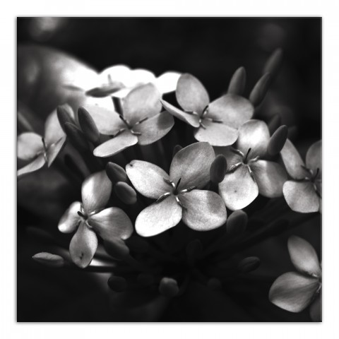 Shadow Hydrangia 1 36x36 Canvas Wall Art