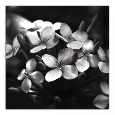 Shadow Hydrangia 20x20 Canvas Wall Art