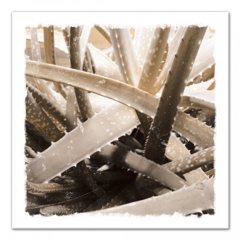 Sepia Succulent 20x20 Canvas Wall Art