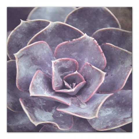 Royal Succulent 24x24 Canvas Wall Art