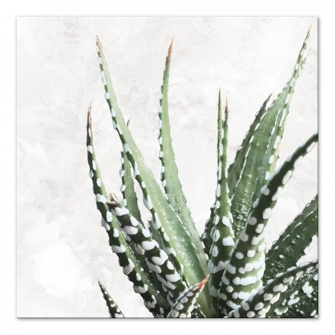 Cactus Composition 24x24 Outdoor Canvas Wall Art