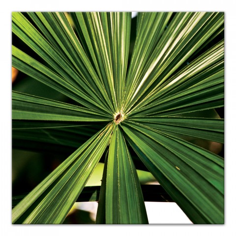 Up-close Palms 36x36 Canvas