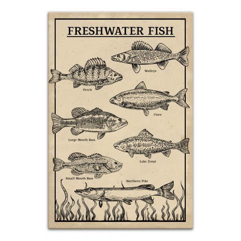 Freshwater Fish Study 20x30 Canvas