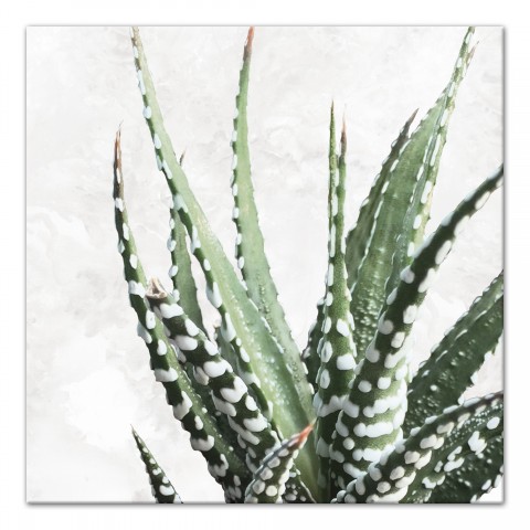 Cactus on Marble 30x30 Canvas