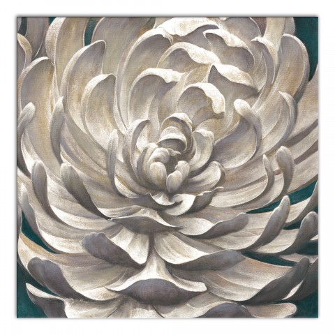 White Chrysanthemum 36x36 Canvas