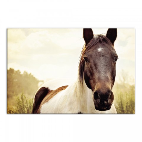 Pale Sunlight Horse 48x32 Canvas