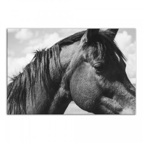 Horse Close-up 48x32 Canvas