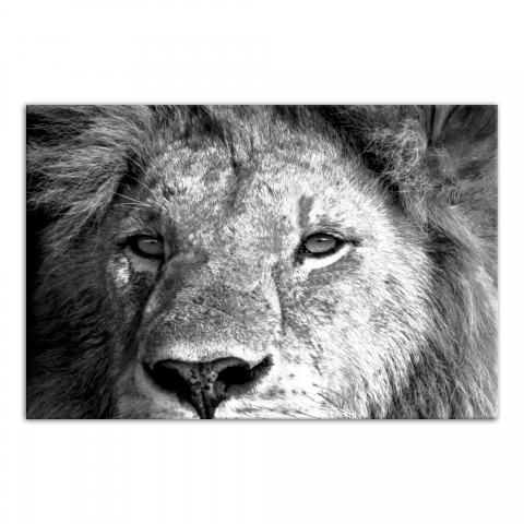 Lion Close-up 48x32 Canvas