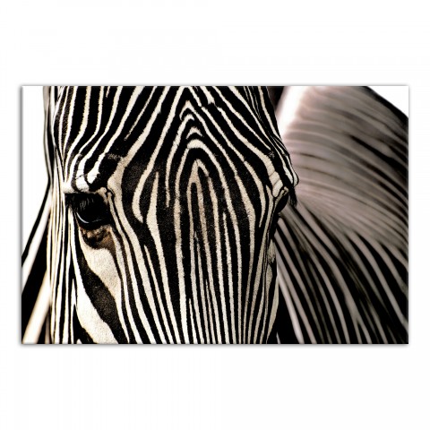 Zebra Close-up 48x32 Canvas
