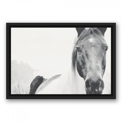 Black and White Lone Horse Wall Art