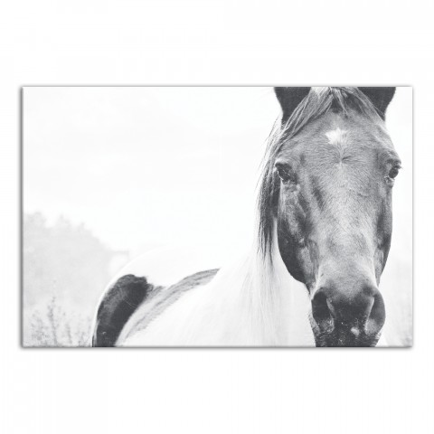 Black and White Lone Horse Wall Art