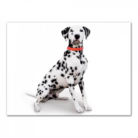 Halloween Spider Dalmatian 18x24 Canvas Wall Art
