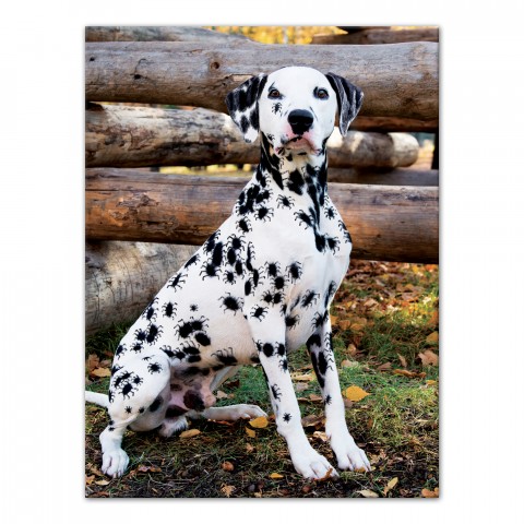 Spider Spots Dalmatian 18x24 Canvas Wall Art