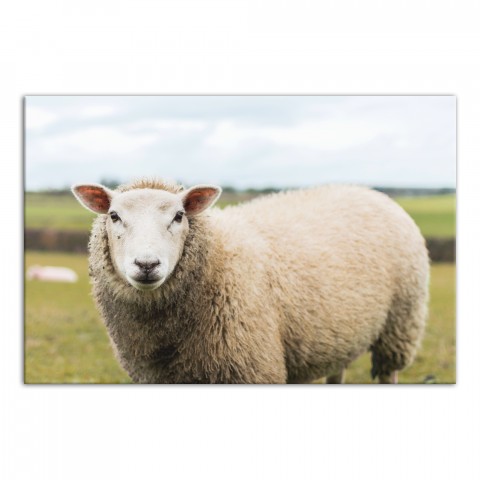 Sheep Landscape Photography 24x36 Canvas Wall Art