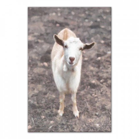 Curious Baby Goat Photography 32x48 Canvas Wall Art