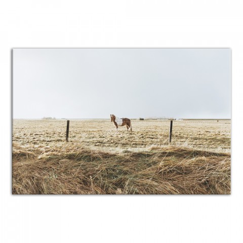 Lone Horse Photography 24x36 Canvas Wall Art