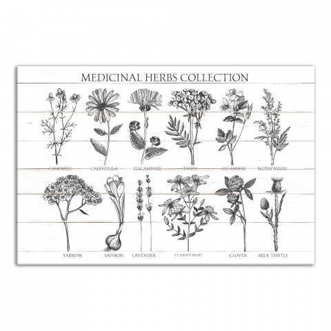 Vintage Medicinal Herbs 32x48 Canvas Wall Art