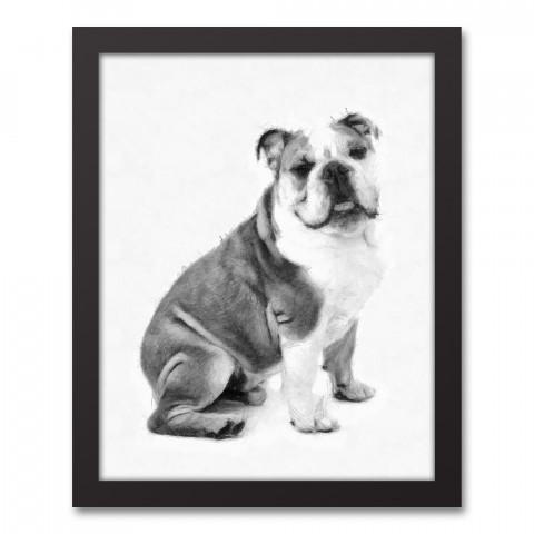 Bulldog Sketch 11x14 Black Framed Canvas