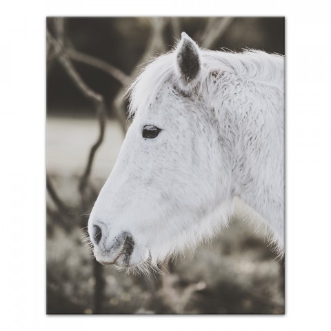 White Mini Pony 24x30 Canvas Wall Art