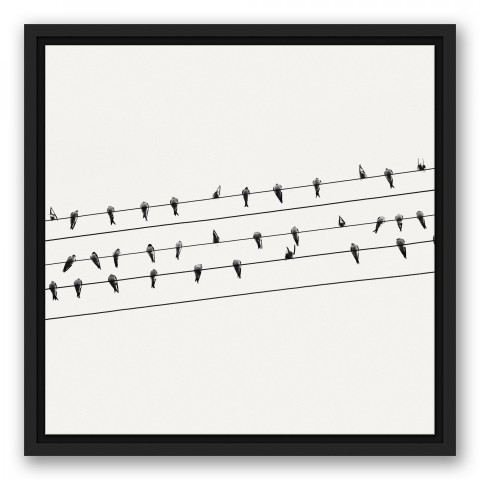 Birds On A Wire 16x16 Black Floating Framed Canvas