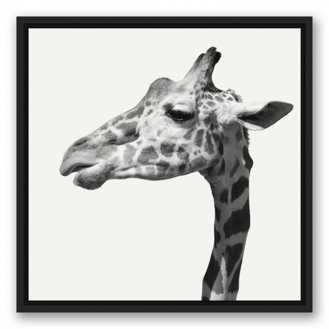 Giraffe Portait 20x20 Black Floating Framed Canvas