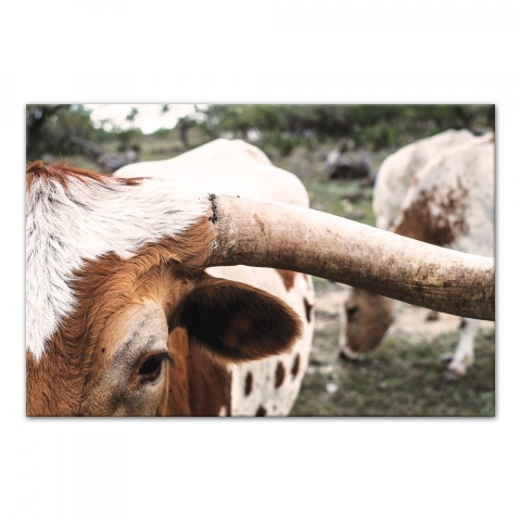 Longhorn Cow Close Up 24x36 Canvas Wall Art