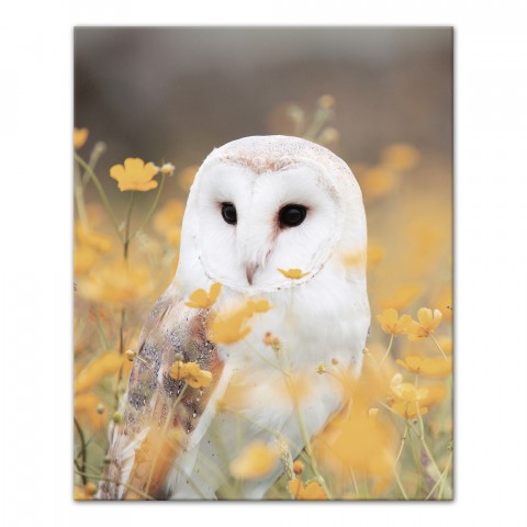 Barn Owl in Yellow Floral Field 16x20 Canvas Wall Art