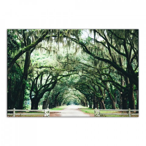 Spanish Moss Covered Trees 20x30 Canvas Wall Art