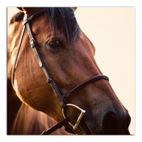 Horse Close Up 20x20 Canvas Wall Art